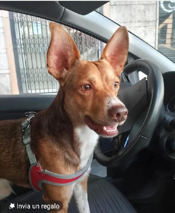 Adotta Il Piccolo Cangu