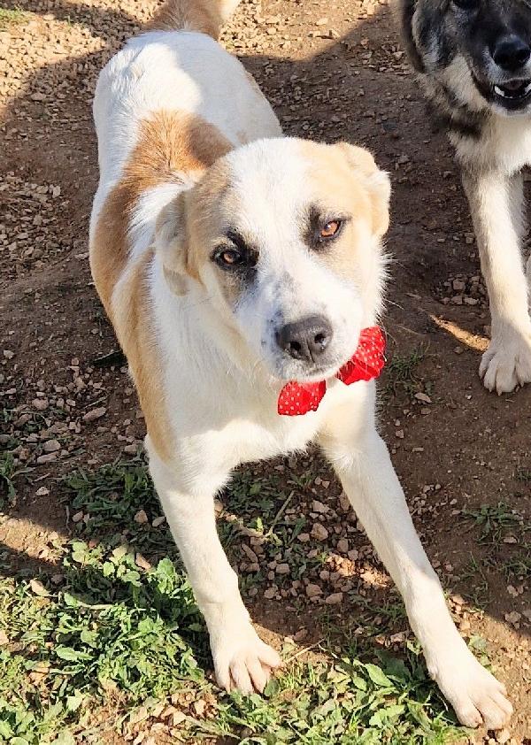 Simon,Nessuno Chiede Di Te.adottabile In Tutta Italia!