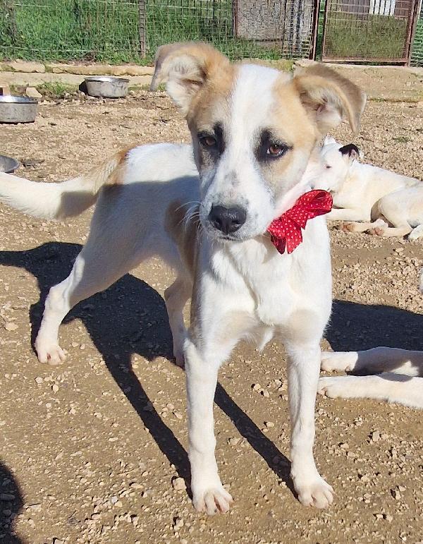 SIMON,NESSUNO CHIEDE DI TE.ADOTTABILE IN TUTTA ITALIA! Foto 2