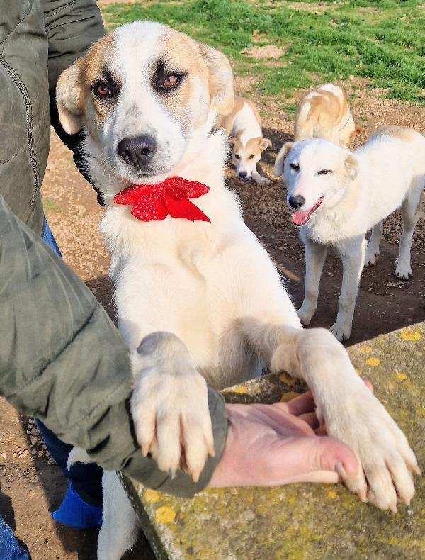 SIMON,NESSUNO CHIEDE DI TE.ADOTTABILE IN TUTTA ITALIA! Foto 3