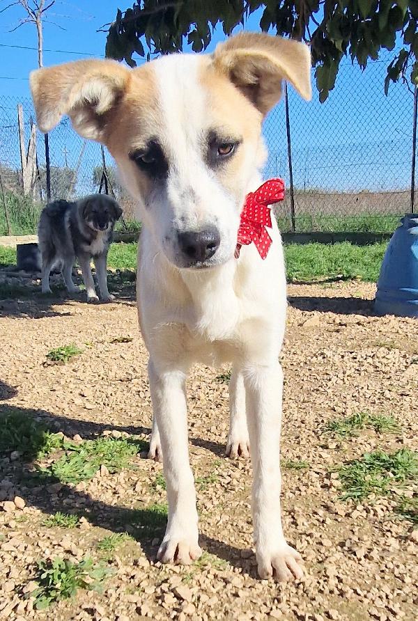 SIMON,NESSUNO CHIEDE DI TE.ADOTTABILE IN TUTTA ITALIA! Foto 4