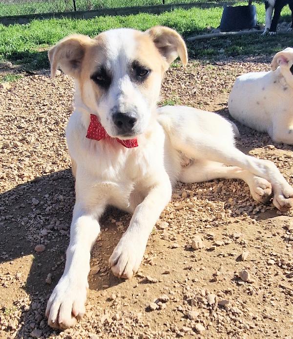 SIMON,NESSUNO CHIEDE DI TE.ADOTTABILE IN TUTTA ITALIA! Foto 6