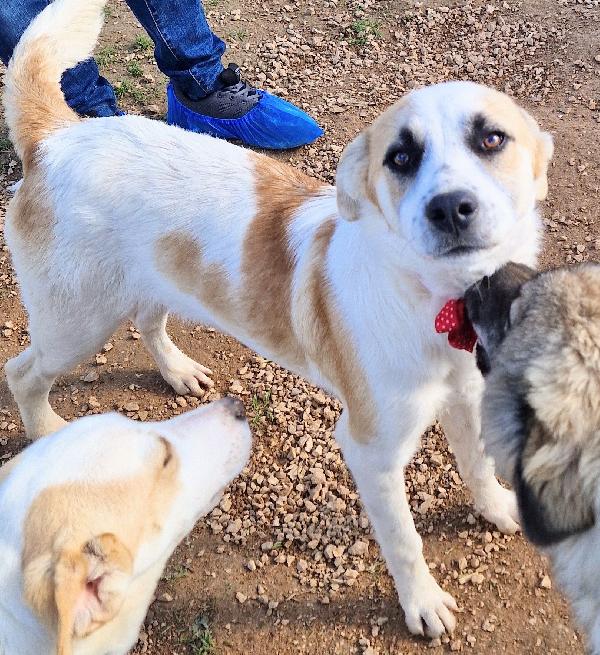 SIMON,NESSUNO CHIEDE DI TE.ADOTTABILE IN TUTTA ITALIA! Foto 7