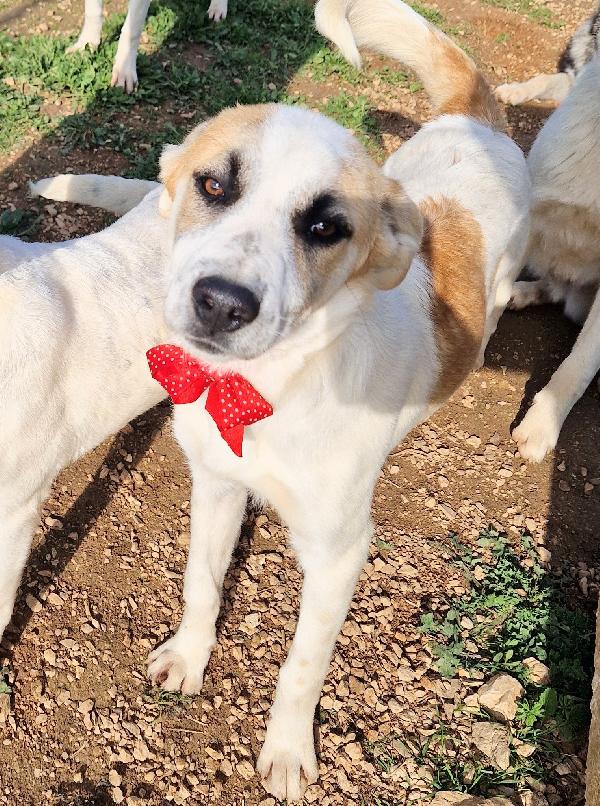 SIMON,NESSUNO CHIEDE DI TE.ADOTTABILE IN TUTTA ITALIA! Foto 8