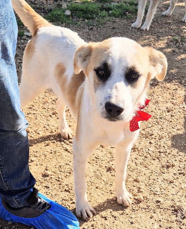 SIMON,NESSUNO CHIEDE DI TE.ADOTTABILE IN TUTTA ITALIA! Foto 11