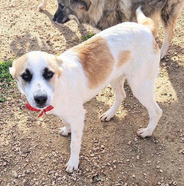 SIMON,NESSUNO CHIEDE DI TE.ADOTTABILE IN TUTTA ITALIA! Foto 12