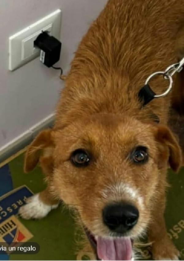 Lea quasi 11mesi kg11 salita a PADOVA  Foto 2