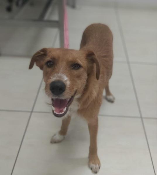 Lea quasi 11mesi kg11 salita a PADOVA  Foto 3