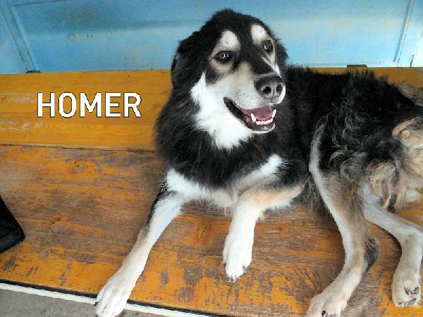 Homer Buono E Coccolone