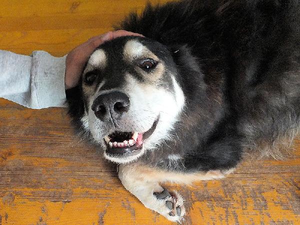 Homer buono e coccolone Foto 2