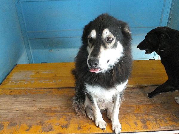 Homer buono e coccolone Foto 4