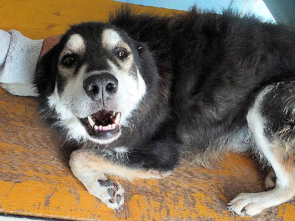 Homer buono e coccolone Foto 6