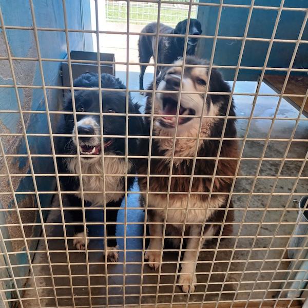 Homer buono e coccolone Foto 7