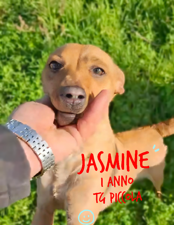 Jasmine 1 Anno Taglia Piccola Cerca Casa 