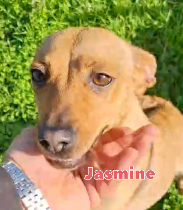 Jasmine 1 anno taglia piccola cerca casa  Foto 2