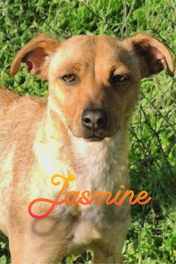 Jasmine 1 anno taglia piccola cerca casa  Foto 4
