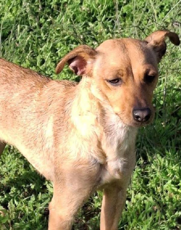 Jasmine 1 anno taglia piccola cerca casa  Foto 5