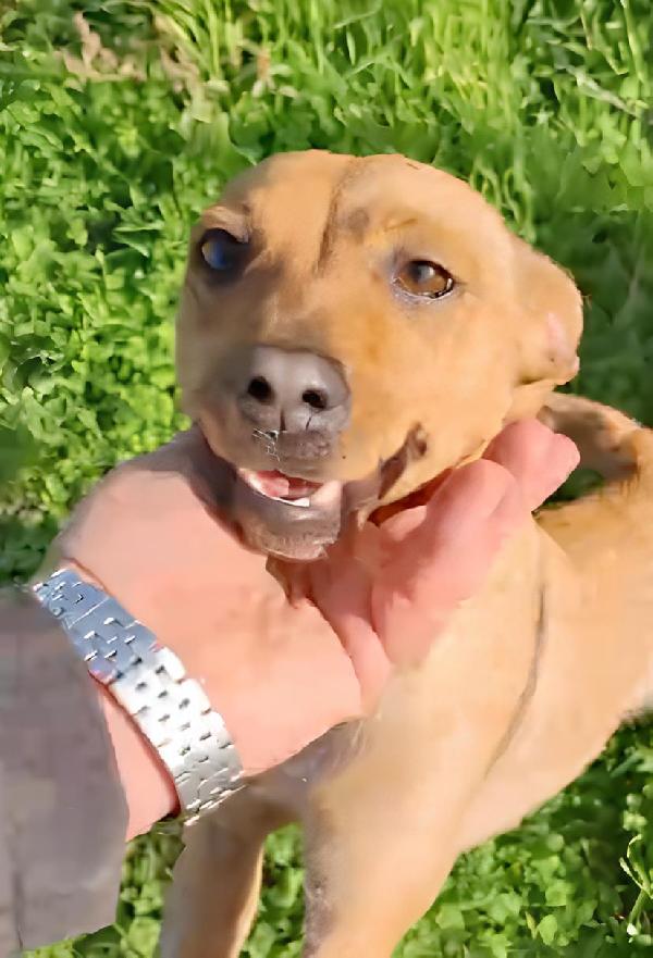 Jasmine 1 anno taglia piccola cerca casa  Foto 6