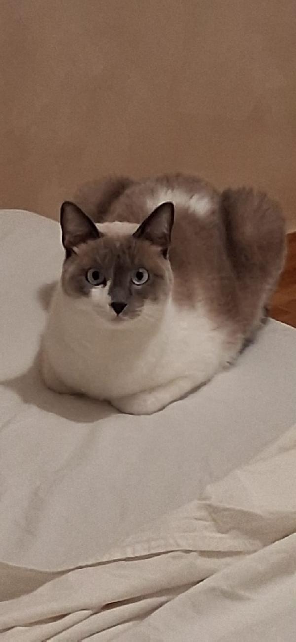 Blue: Micia Di 2 Anni E Mezzo Cerca Famiglia