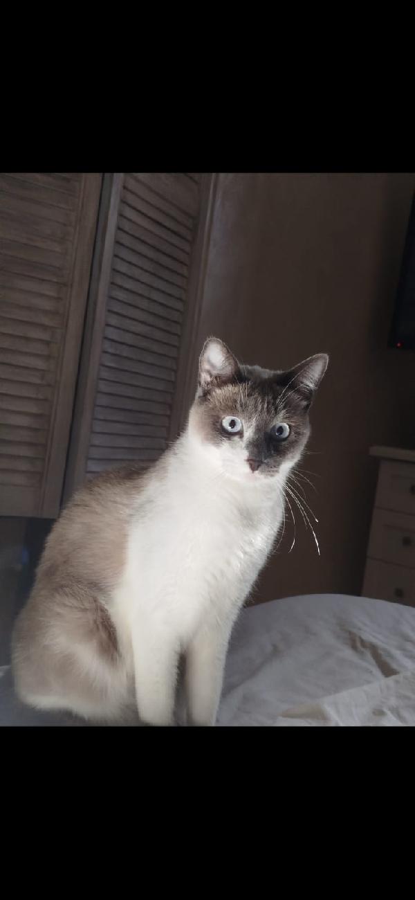 BLUE: MICIA DI 2 ANNI E MEZZO CERCA FAMIGLIA Foto 4