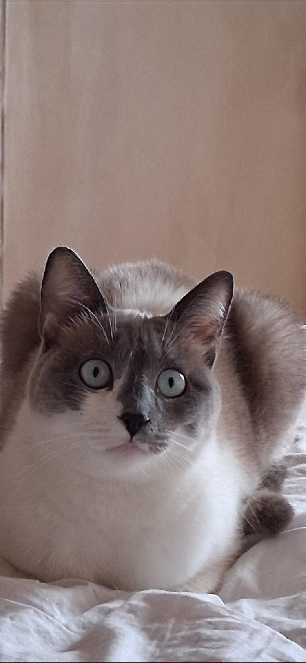 BLUE: MICIA DI 2 ANNI E MEZZO CERCA FAMIGLIA Foto 6