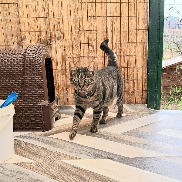 MAMY: MICIA TIGRSTA DI 3 ANNI CERCA FAMIGLIA Foto 3