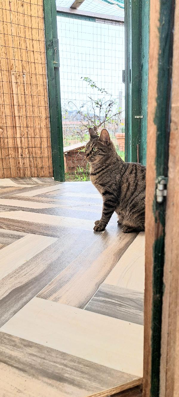 MAMY: MICIA TIGRSTA DI 3 ANNI CERCA FAMIGLIA Foto 4