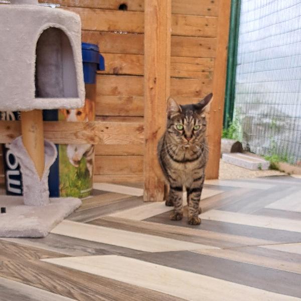 MAMY: MICIA TIGRSTA DI 3 ANNI CERCA FAMIGLIA Foto 5