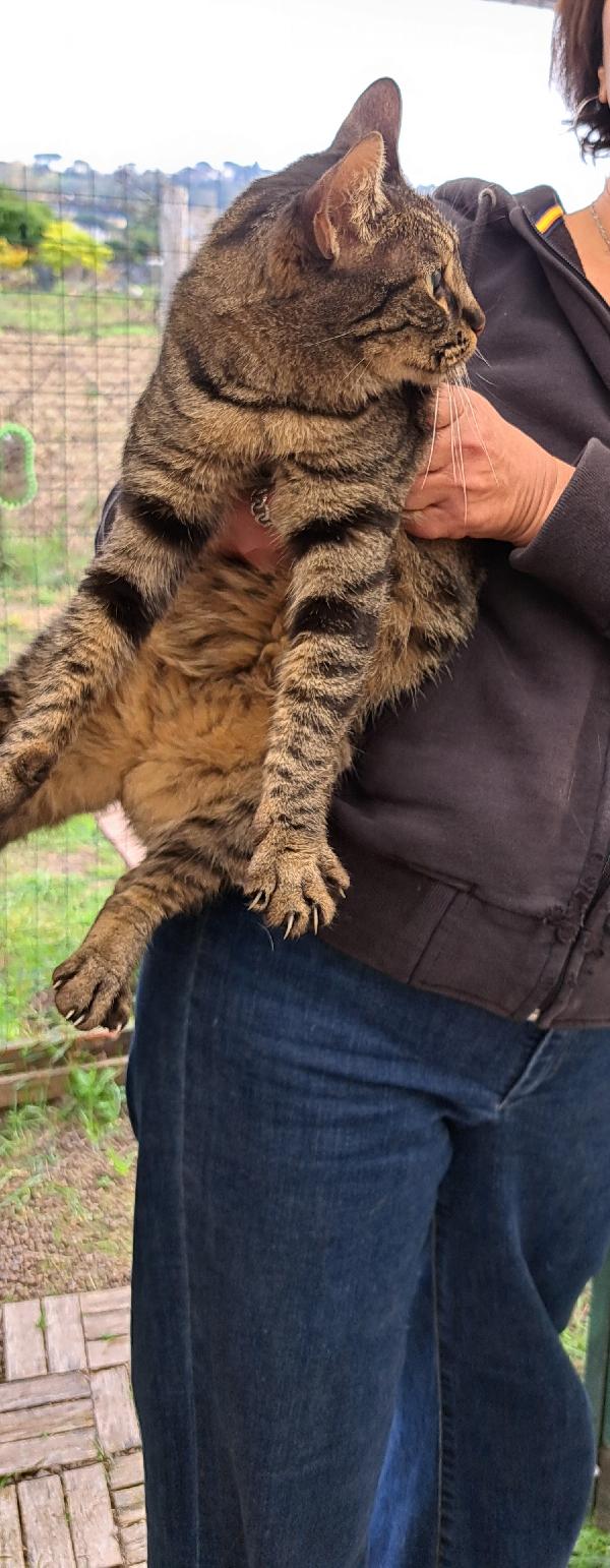 MAMY: MICIA TIGRSTA DI 3 ANNI CERCA FAMIGLIA Foto 7