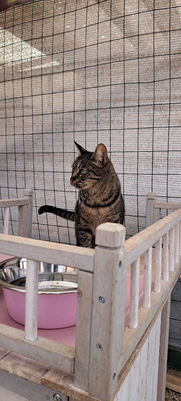 MAMY: MICIA TIGRSTA DI 3 ANNI CERCA FAMIGLIA Foto 8