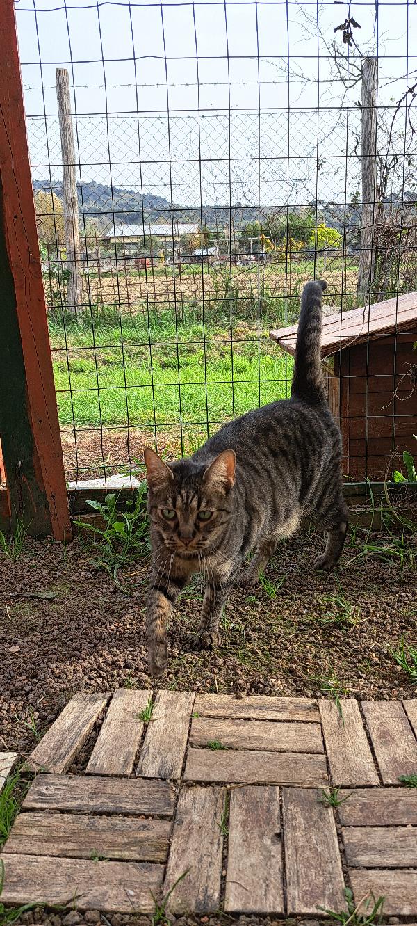 MAMY: MICIA TIGRSTA DI 3 ANNI CERCA FAMIGLIA Foto 9