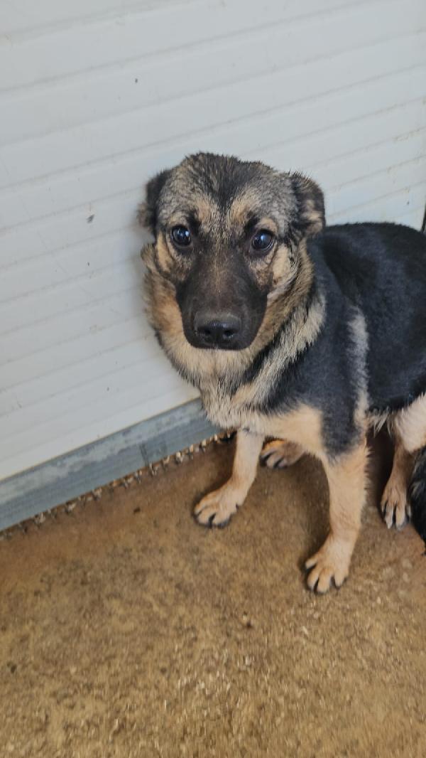 Clotilde piccola anima bisognosa cerca famiglia  Foto 2