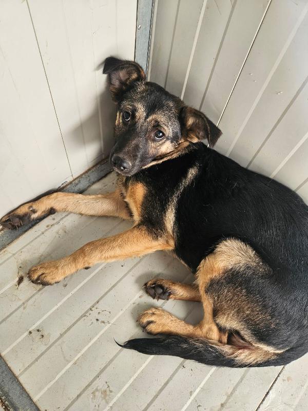 Clotilde piccola anima bisognosa cerca famiglia  Foto 3