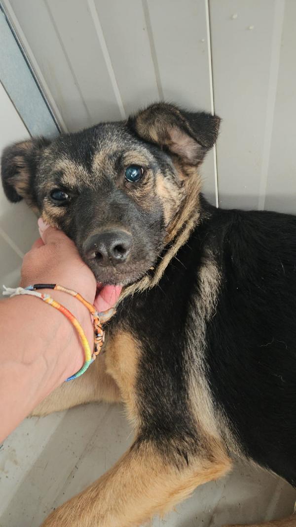 Clotilde piccola anima bisognosa cerca famiglia  Foto 4