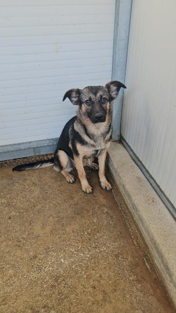 Clotilde piccola anima bisognosa cerca famiglia  Foto 7