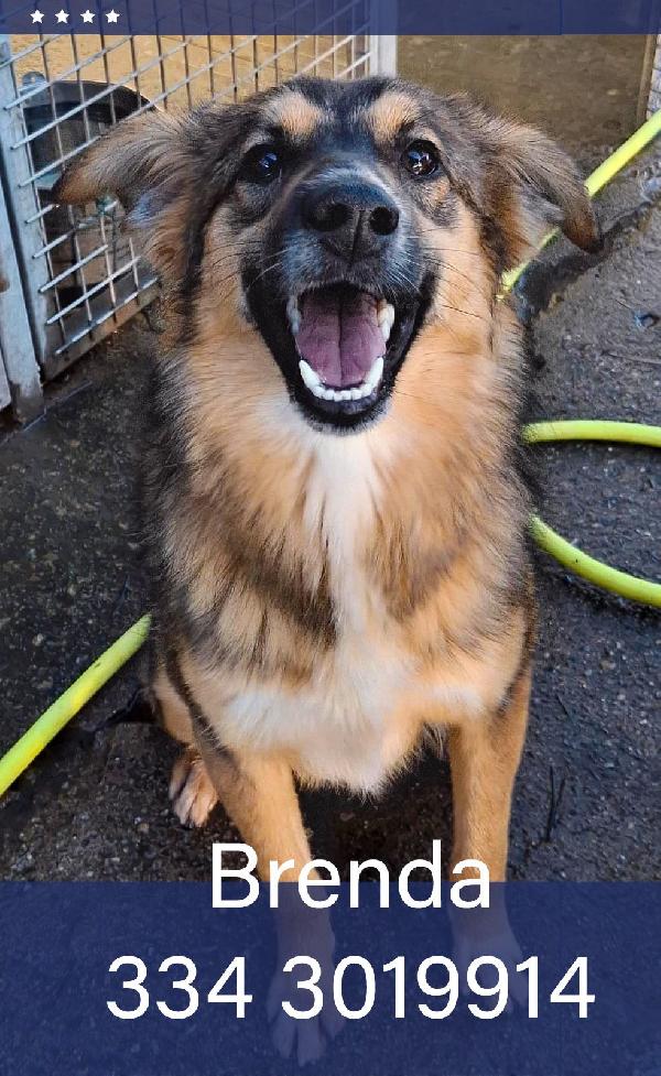 Brenda...fuffosa Cagnolina Derivato Pastore