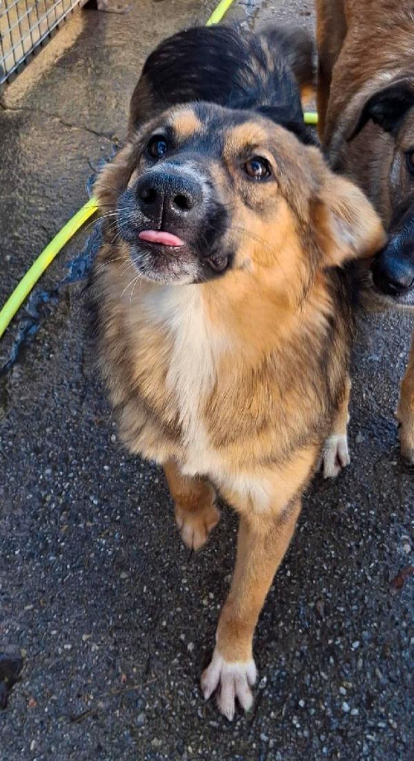 Brenda...fuffosa cagnolina derivato pastore Foto 3