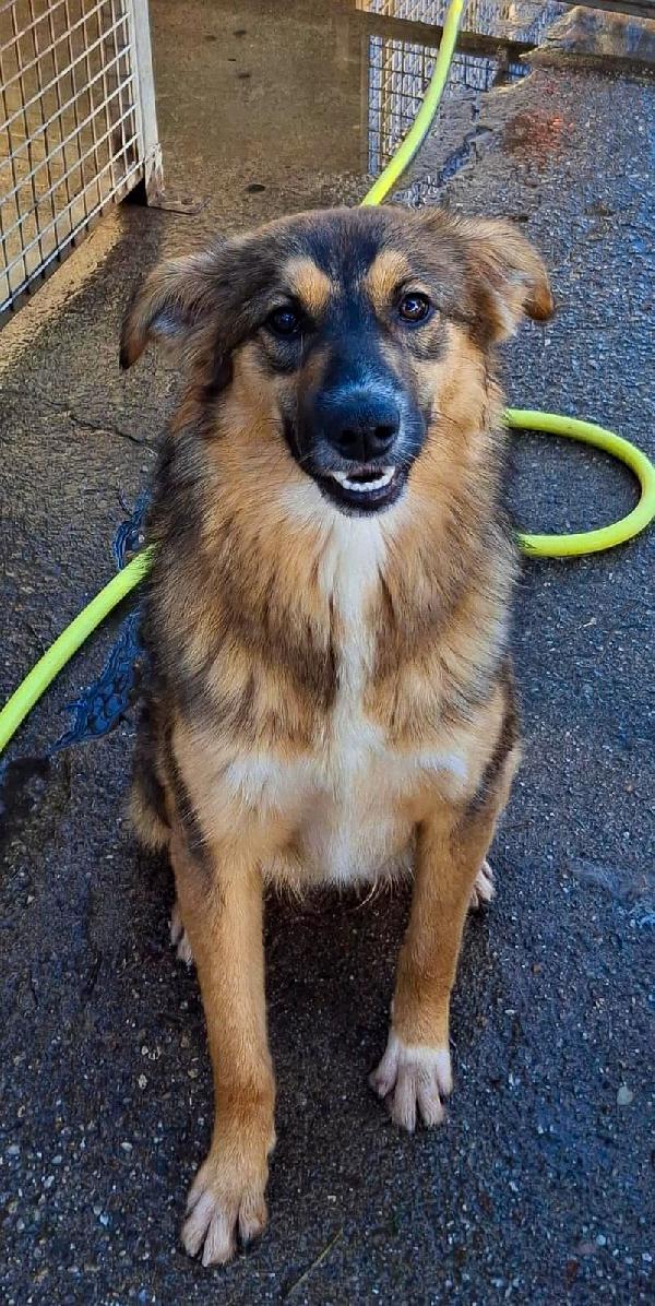 Brenda...fuffosa cagnolina derivato pastore Foto 5