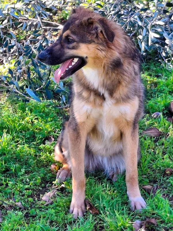 Brenda...fuffosa cagnolina derivato pastore Foto 6