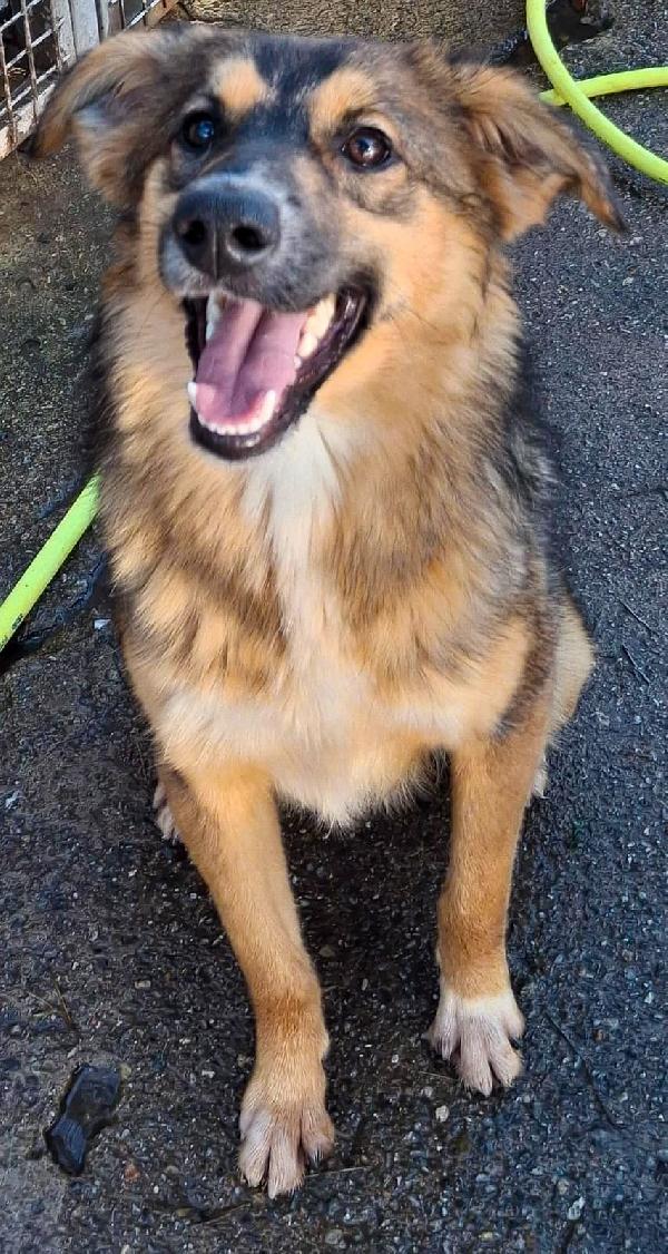 Brenda...fuffosa cagnolina derivato pastore Foto 7