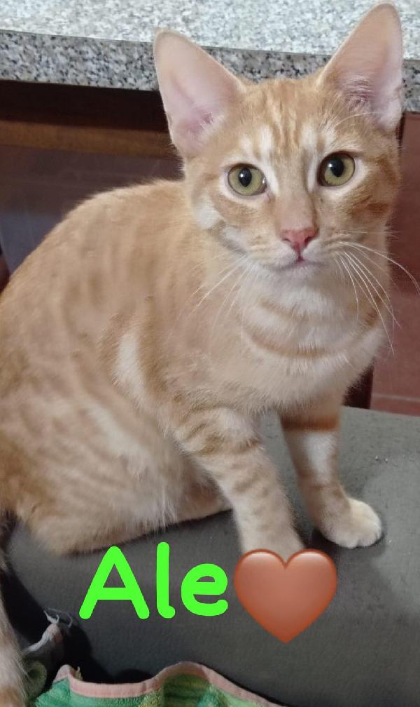 Ale E Franz Mici Rossi 7Mesi Affettuosi.  Roma Sos