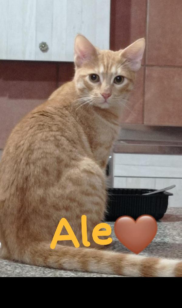 Ale e Franz mici rossi 7mesi affettuosi.  ROMA SOS Foto 2