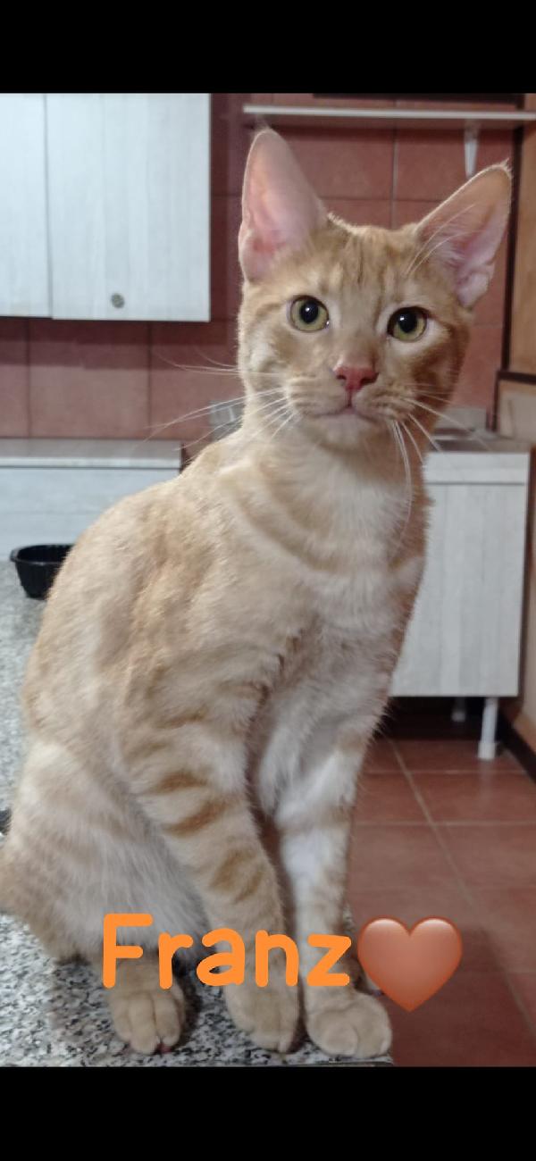 Ale e Franz mici rossi 7mesi affettuosi.  ROMA SOS Foto 3