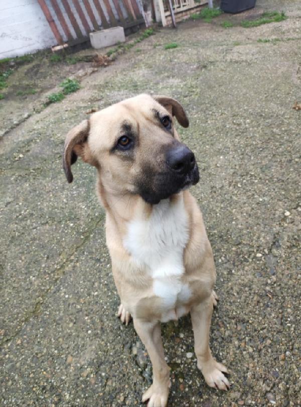 Cody 3/4Anni Salito Cucciolo A Milano E Rifiutato