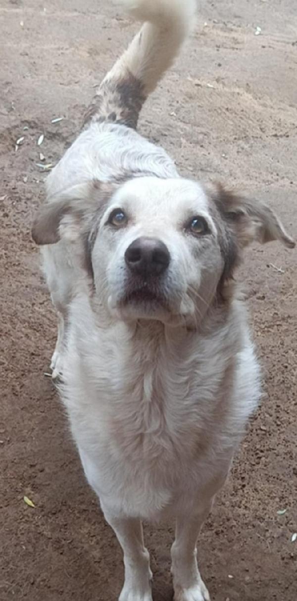 Basilio Quasi 5Anni Salvato Da 1Lager Roma