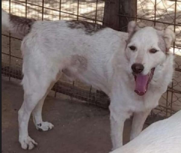 Basilio quasi 5anni salvato da 1lager ROMA Foto 2