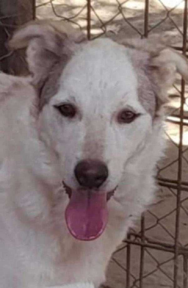 Basilio quasi 5anni salvato da 1lager ROMA Foto 3