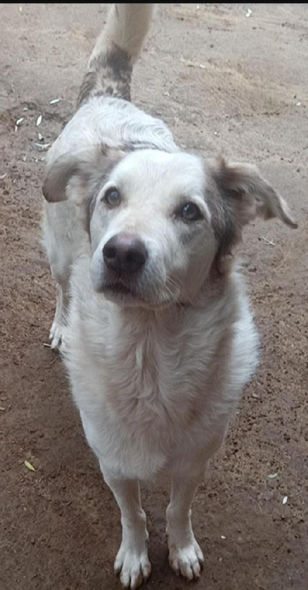 Basilio quasi 5anni salvato da 1lager ROMA Foto 4