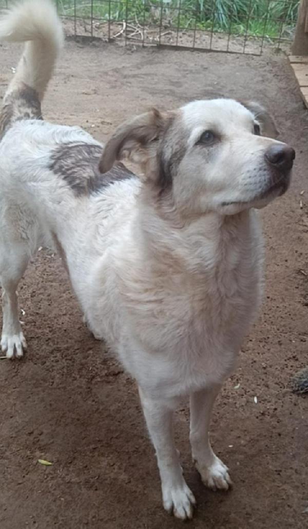Basilio quasi 5anni salvato da 1lager ROMA Foto 5