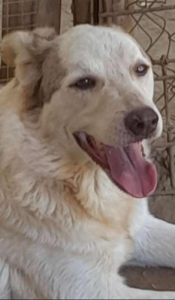 Basilio quasi 5anni salvato da 1lager ROMA Foto 6